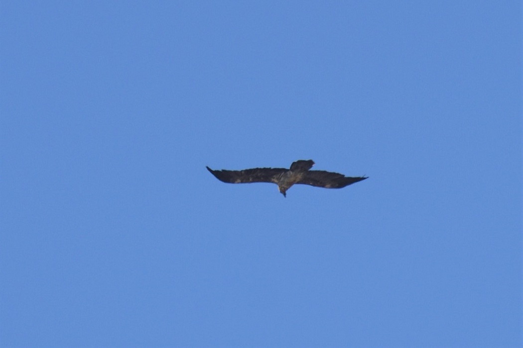 Bearded Vulture